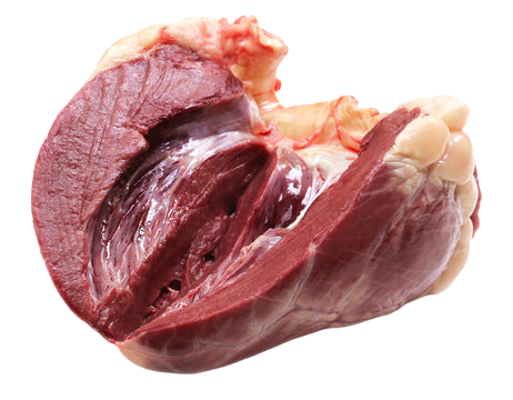 Ox Heart