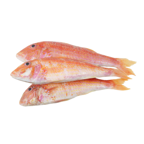 Red Mullet