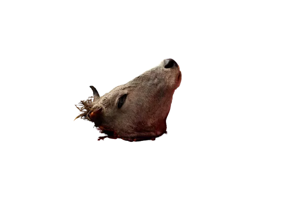 Ox Head